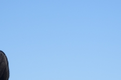 DSC01939