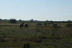 DSC01950