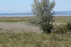 DSC01981