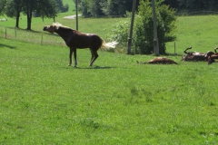IMG_0688